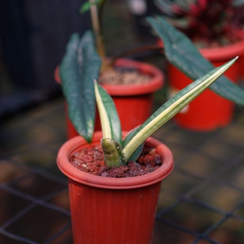 SANSIVERA PATENS VARIEGATED