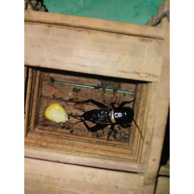 jangkrik jalitengnya mental baja