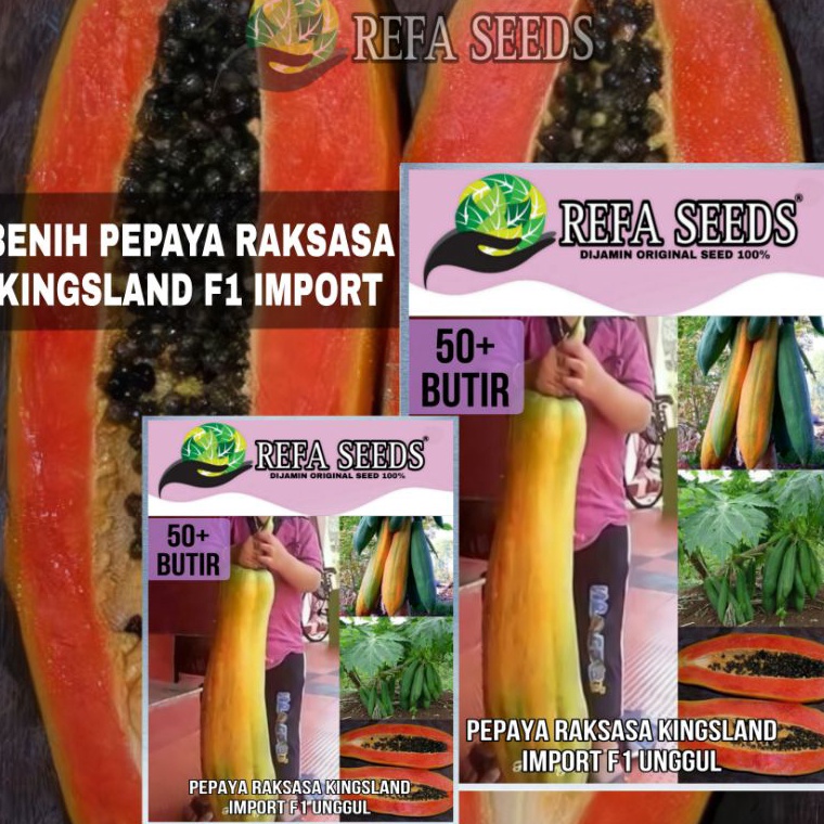 MODEL BOB339 Isi (50 Butir) Benih Pepaya Raksasa Kingsland Kemasan Original / Original Kemasan REFA 