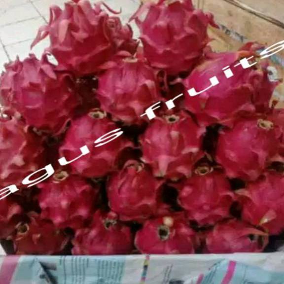 

Best Terlaris BUAH NAGA MERAH MANIS 1KG