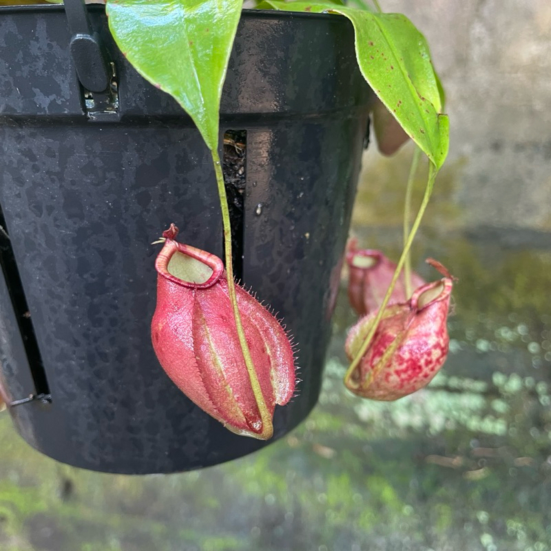 Tanaman Hias Kantong Semar Merah