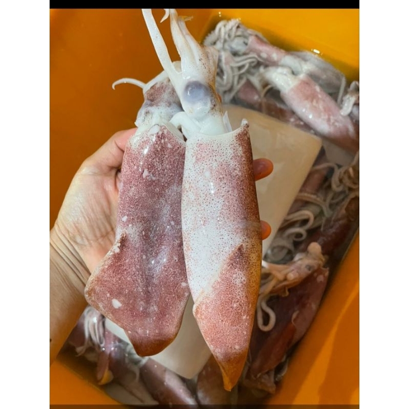 

CUMI SUPER SEGAR 500 GRAM