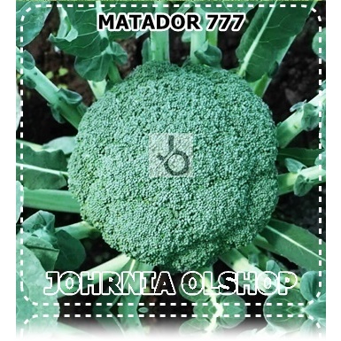 Johrnia 10 Benih Biji Brokoli MATADOR 777