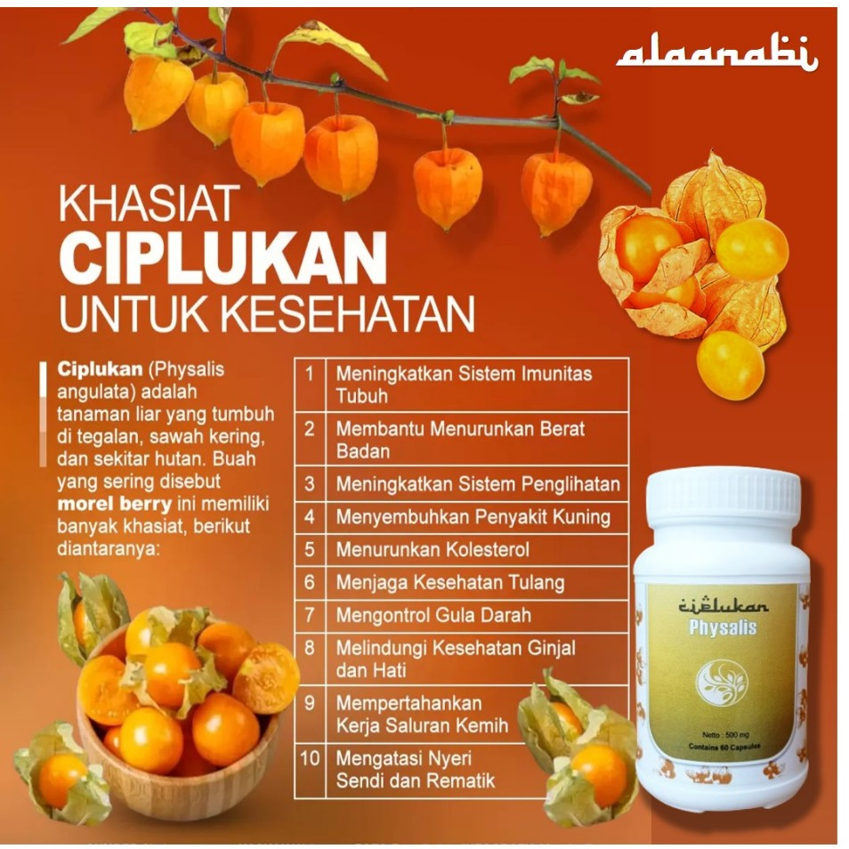 Obat terapi stroke ampuh terbukti herbal ciplukan kapsul suplemen terapi saraf kaki tangan kaku