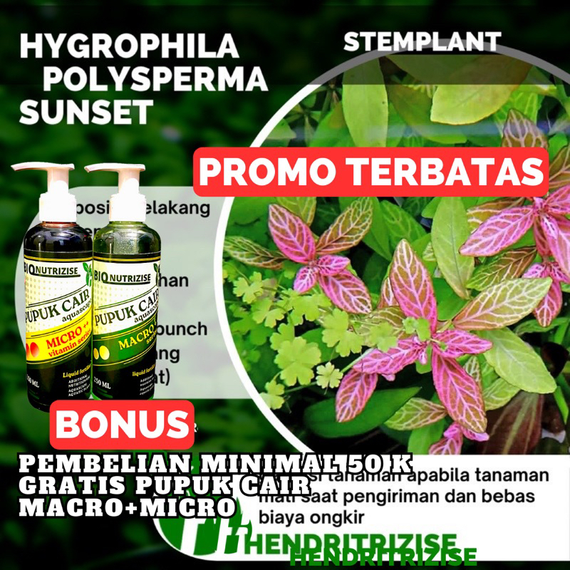 hygrophila polysperma sunset  - tanaman aquascape