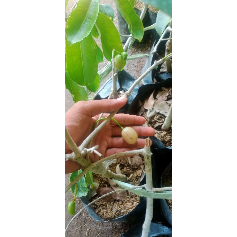 bibit juwet putih berbuah