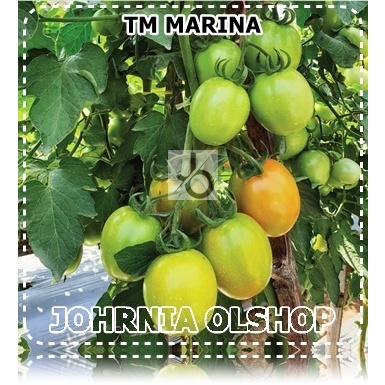 Johrnia 5 Benih Biji Tomat TM MARINA