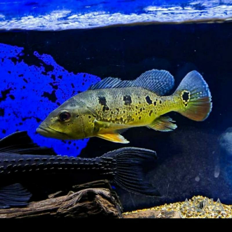 stiker pbas brocopondo