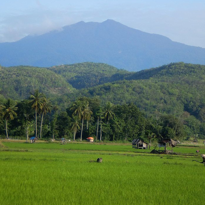 Lukisan Pemandangan Alam Gunung dengan Sawah Hijau yang Indah