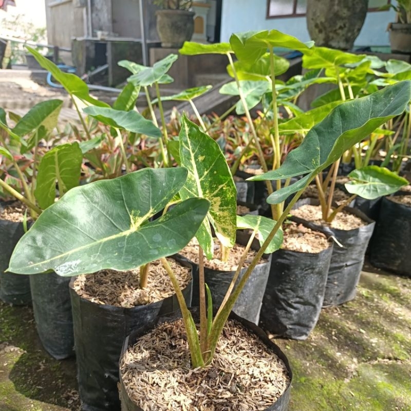 Alocasia new guinea gold/sente golden/sente kuning/bibit sente kuning