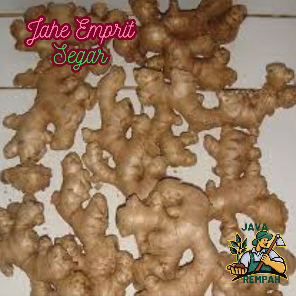 

jahe emprit 250gr 1/4kg segar