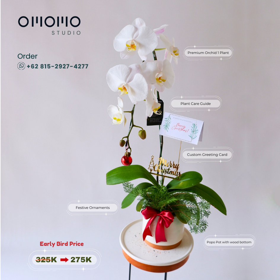 Orchid Christmas Hampers / Paket Tanaman Hias Hidup Anggrek Bulan Dewata + Pot Aesthetic / Bunga Ang