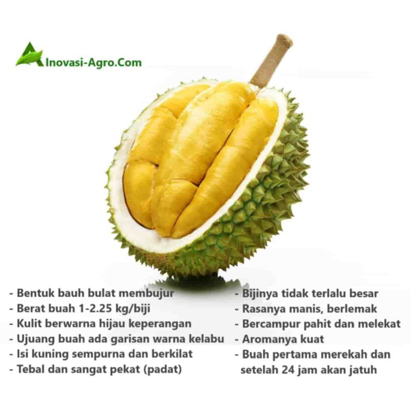 biji durian bawor