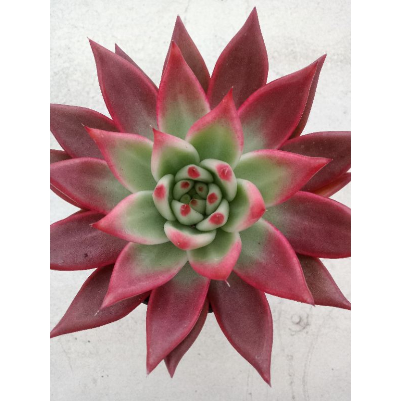 agavoides frank reinelt