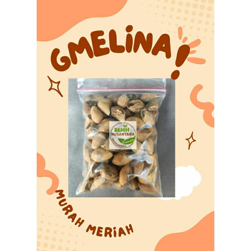 

BIJI GMELINA JATI PUTIH SUPER SIAP TANAM