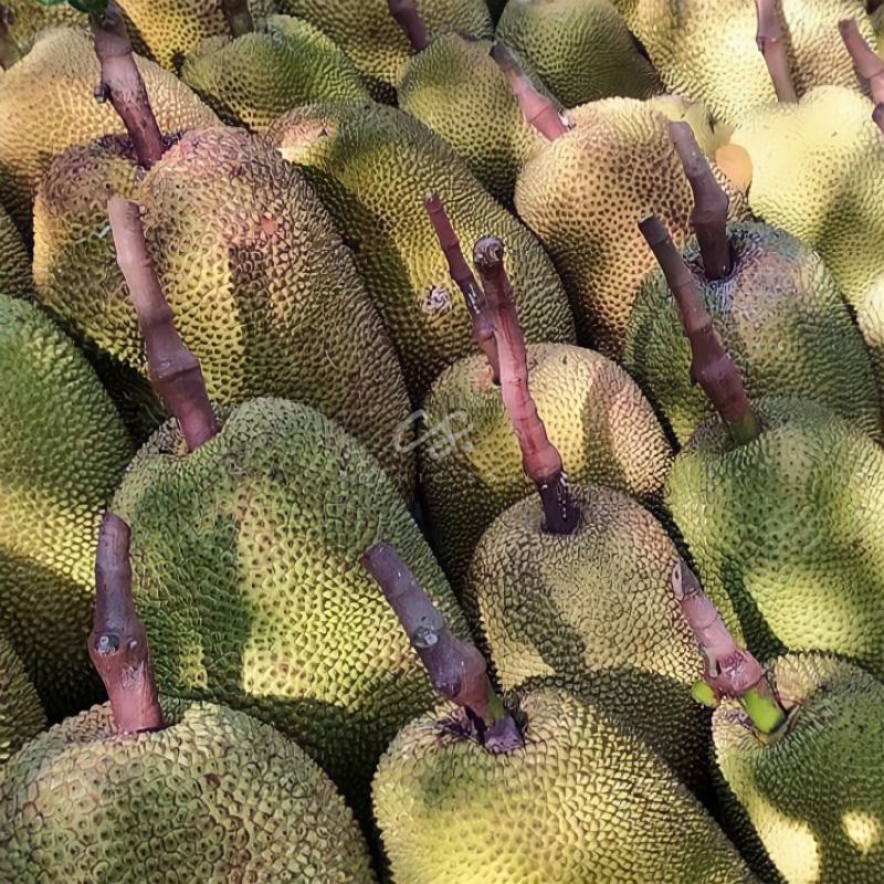 [CosmicSoul] BUAH NANGKA MATANG UTUH