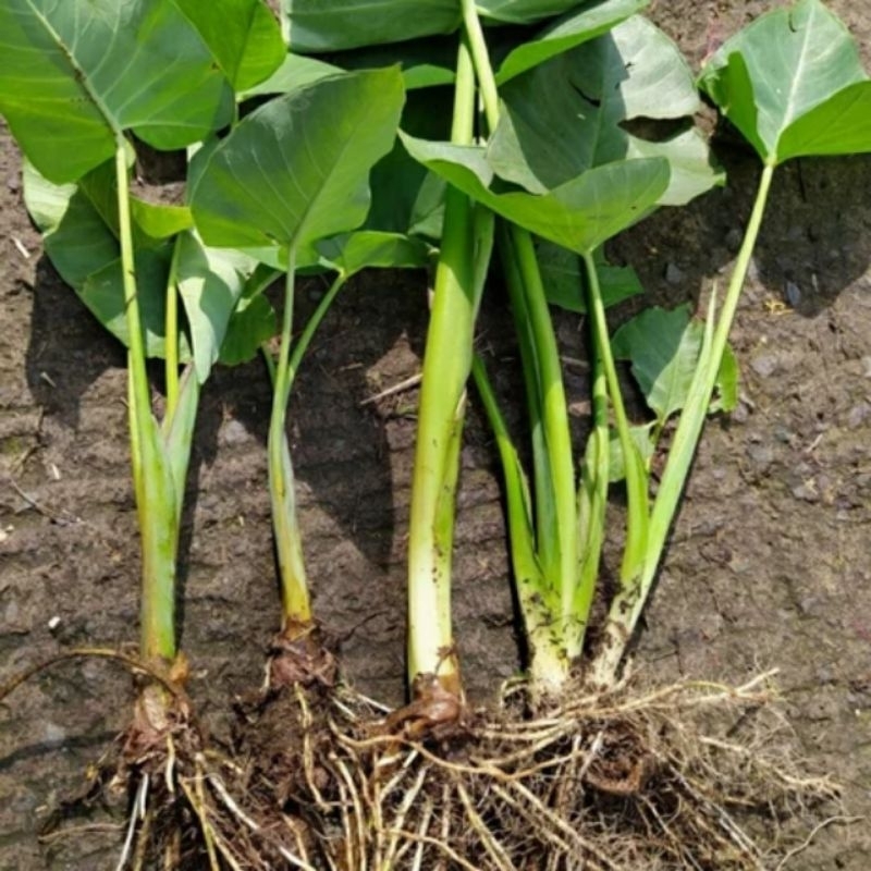 Bibit Talas Mbote | Siap Tanam