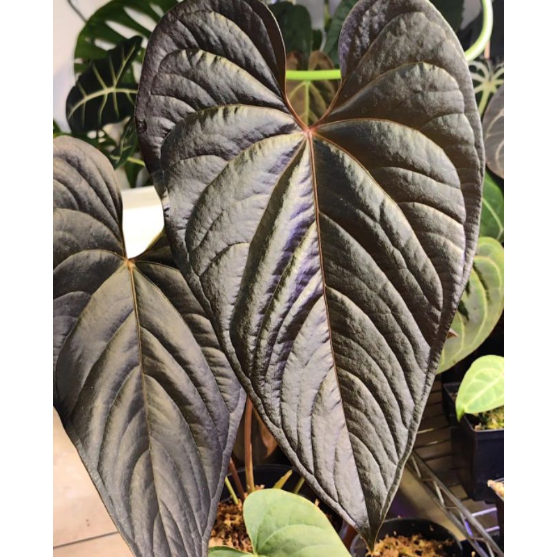 Tanaman hias anthurium modeanum