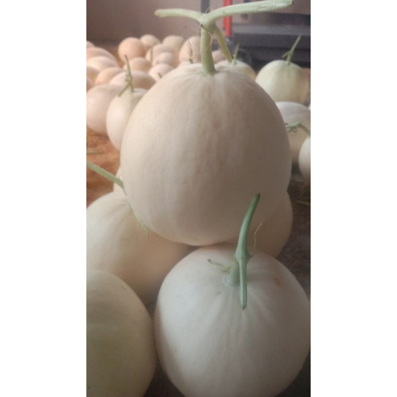 Benih melon sweet net per butir