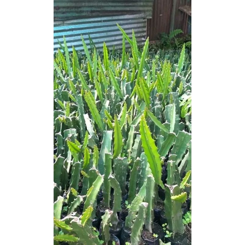 bibit buah naga kuning super