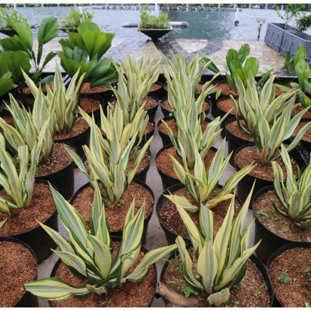 Tanaman Agave Gigantea - Tanaman Hias Agave Putih