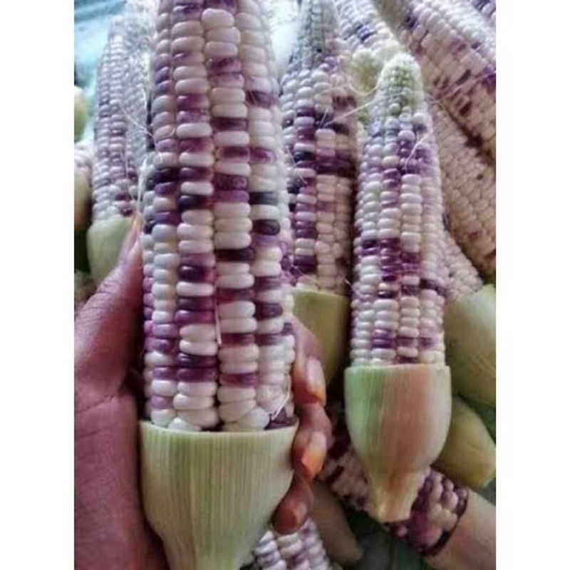 

Jagung Ketan