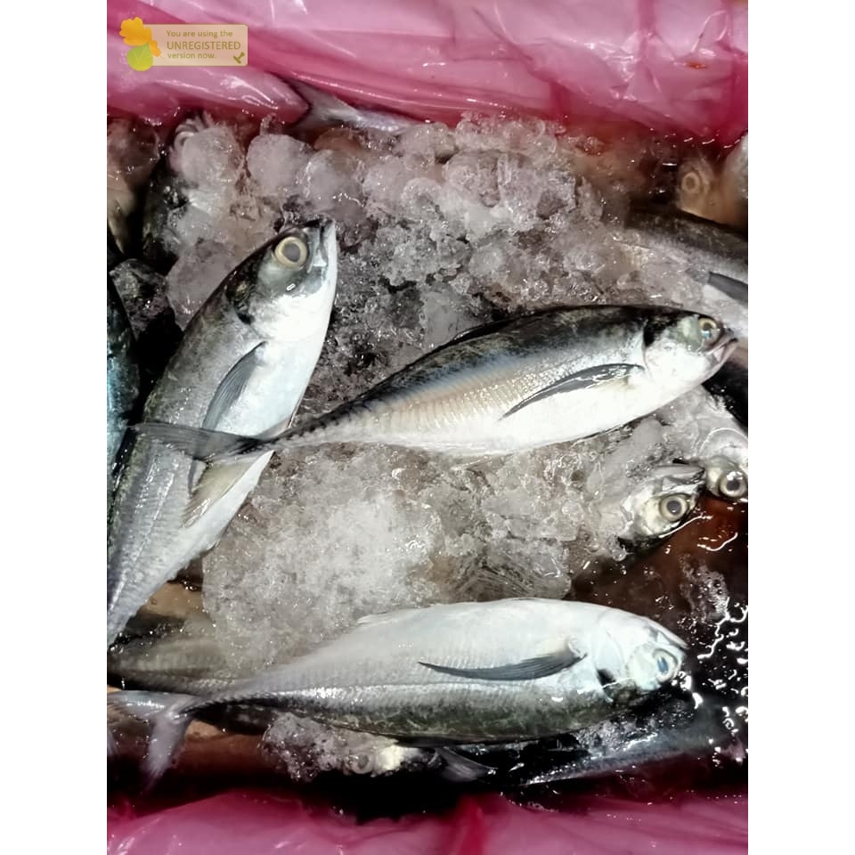 

Ikan Tengkek Segar Fresh 1Kg