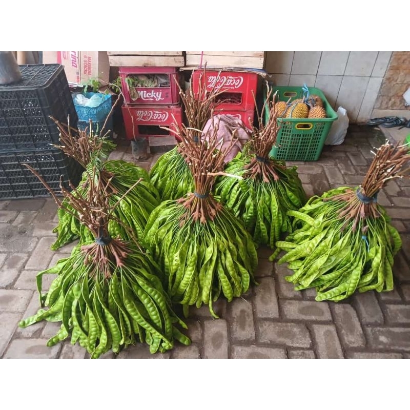 

pete gunung 1 empong (110 lonjor)