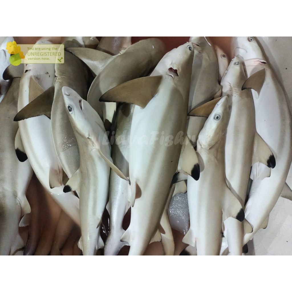 

Baby Ikan Hiu Segar 1Kg