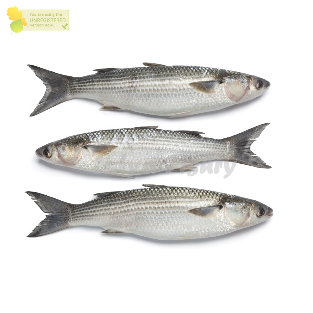 

Ikan Belanak Segar Ikan Belanak Blanak 1Kg