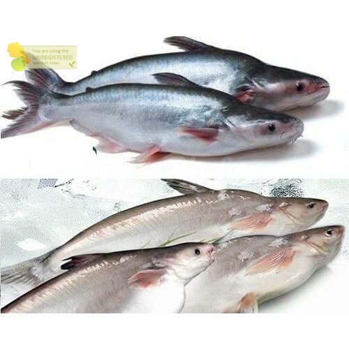 

Ikan Patin 1Kg Ikan Patin Segar