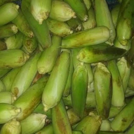 

Jagung Kulit dengan berat 1kg