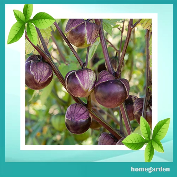 Homegarden Benih Ciplukan Ungu Jumbo Bibit Buah Ciplukan Kualitas Tinggi