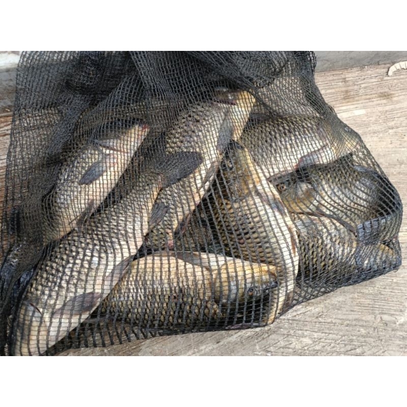 umpan pancing ikan mas"AMPUH"umpan pancing ikan mas kolam, umpan pancing ikan mas malam hari, umpan 