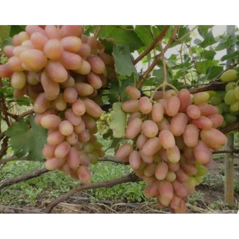 

Anggur Transfiguration ( hasil graftting )