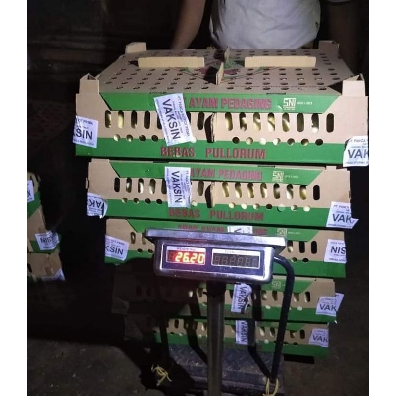 Doc broiler (pedaging) (pengiriman hanya daerah Jabodetabek saja)