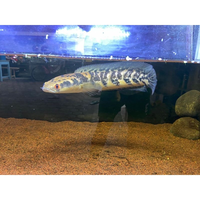 ys sortiran full cabung simet rapi (bergaransi)