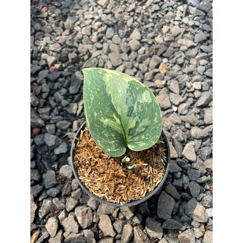 scindapsus baticon var + sc silver cloud var