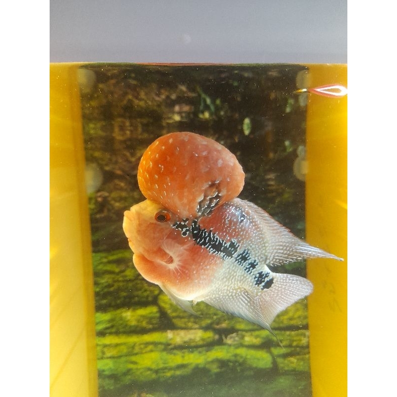 Ikan louhan SRD /Cencu boom head