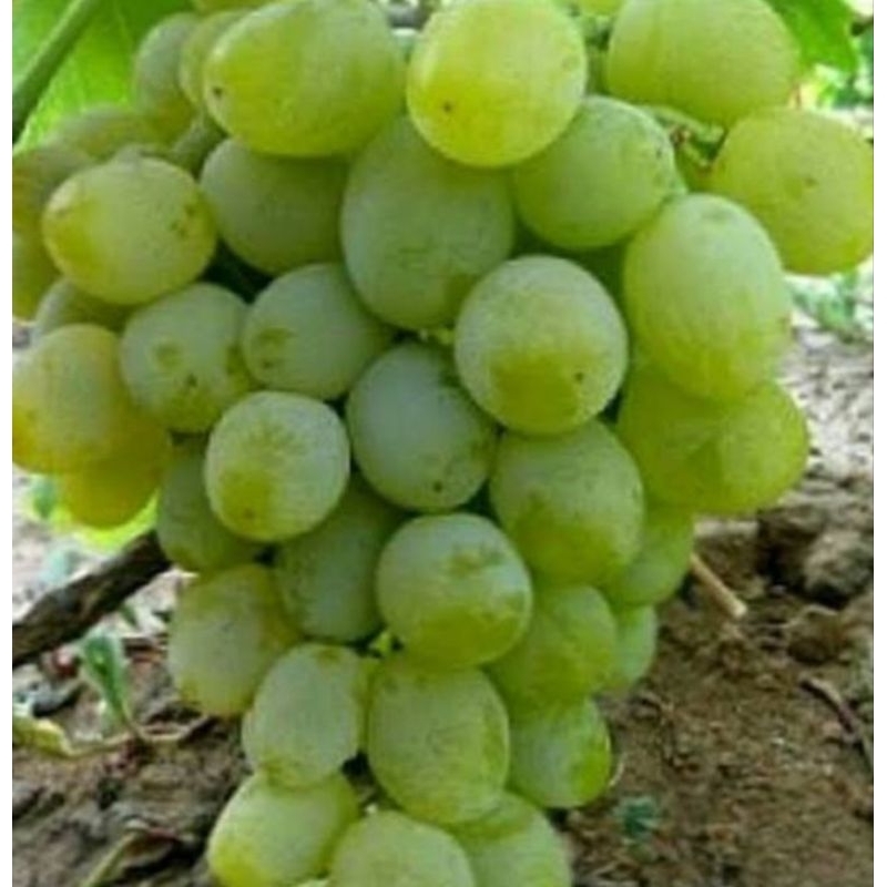 

bibit anggur hijau manis sedang berbunga ( beli 2 gratis 1 bibit )