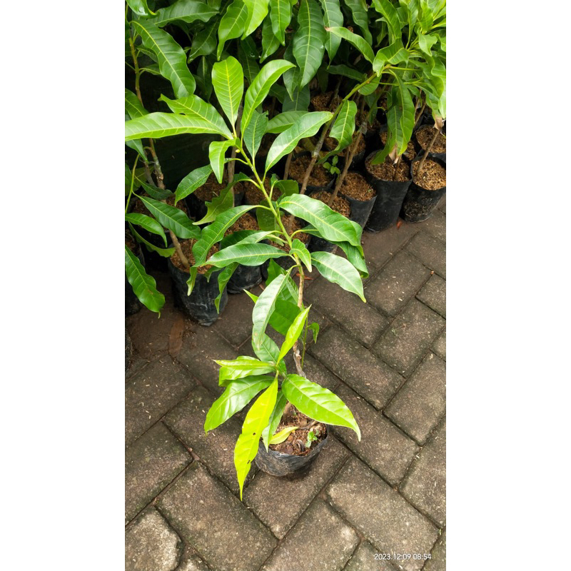 Sawo Abiu (Sambung okulasi)