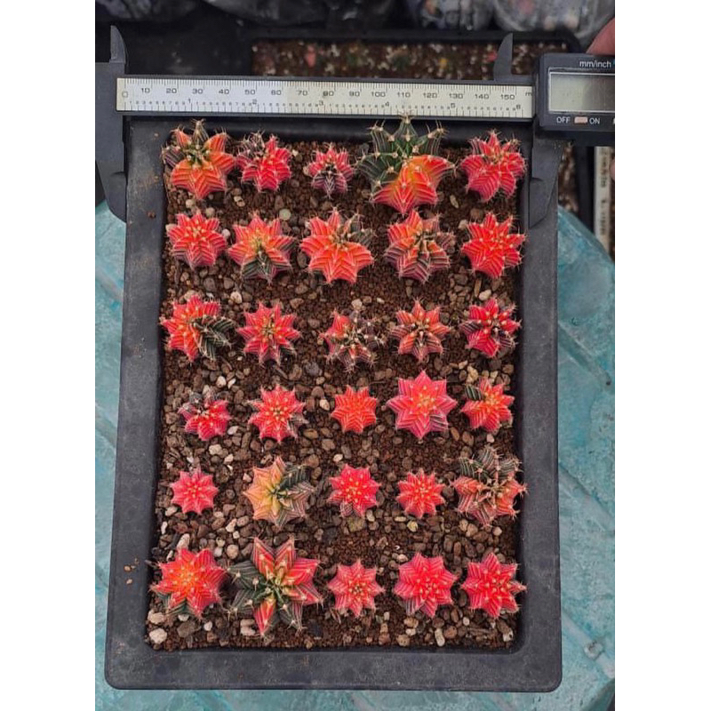 MIHA/LB PINK / MIHA HYBRID VARIEGATA / LB HYBRID PINK / MIHA / GYMNO / LB / ASTRO / KAKTUS LUCU / KA