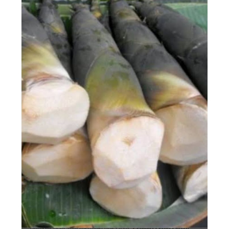 

rebung bambu fres putih segar 1 kg
