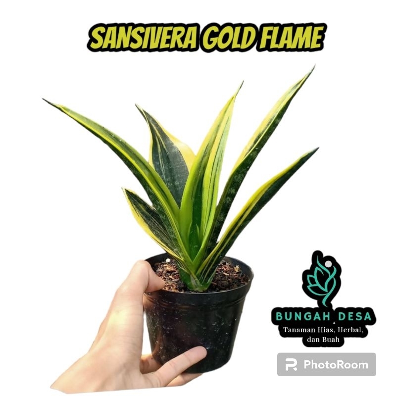 Tanaman Hias Sansivera Gold Flame - Sansevieria Gold Flame - Lidah Mertua