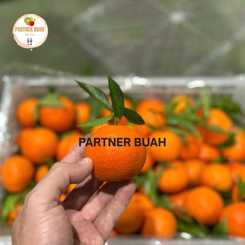 

Jeruk Shantang Dong Fhang hong 1 Kg