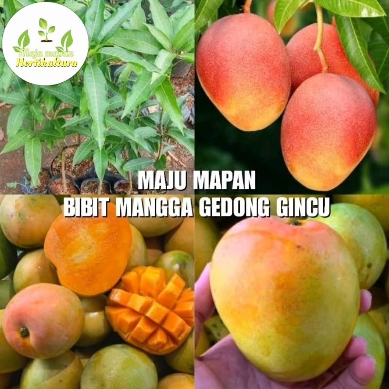 BIBIT MANGGA GEDONG GINCU SUPER
