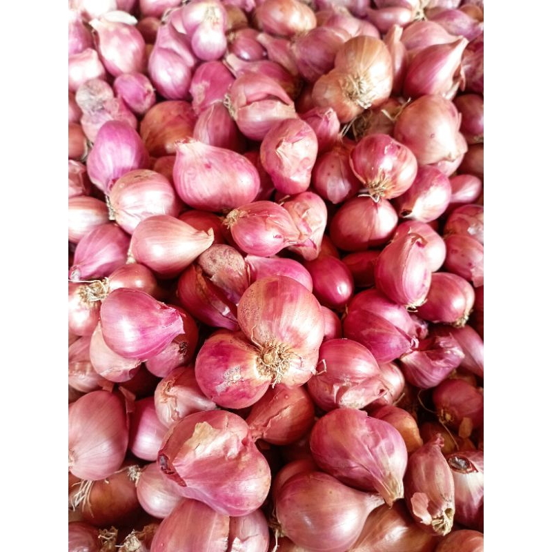 

Bawang_Merah_Nganjuk
