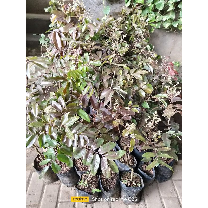BIBIT KELENGKENG MERAH BERBUNGA