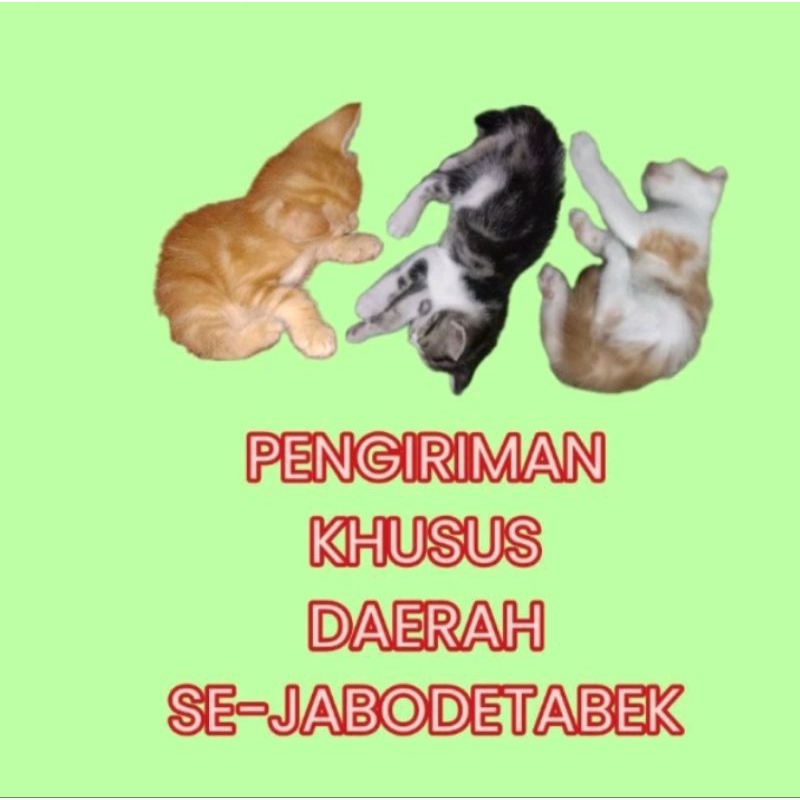 adopsi kitten mixdom hidup betina 3 bulan