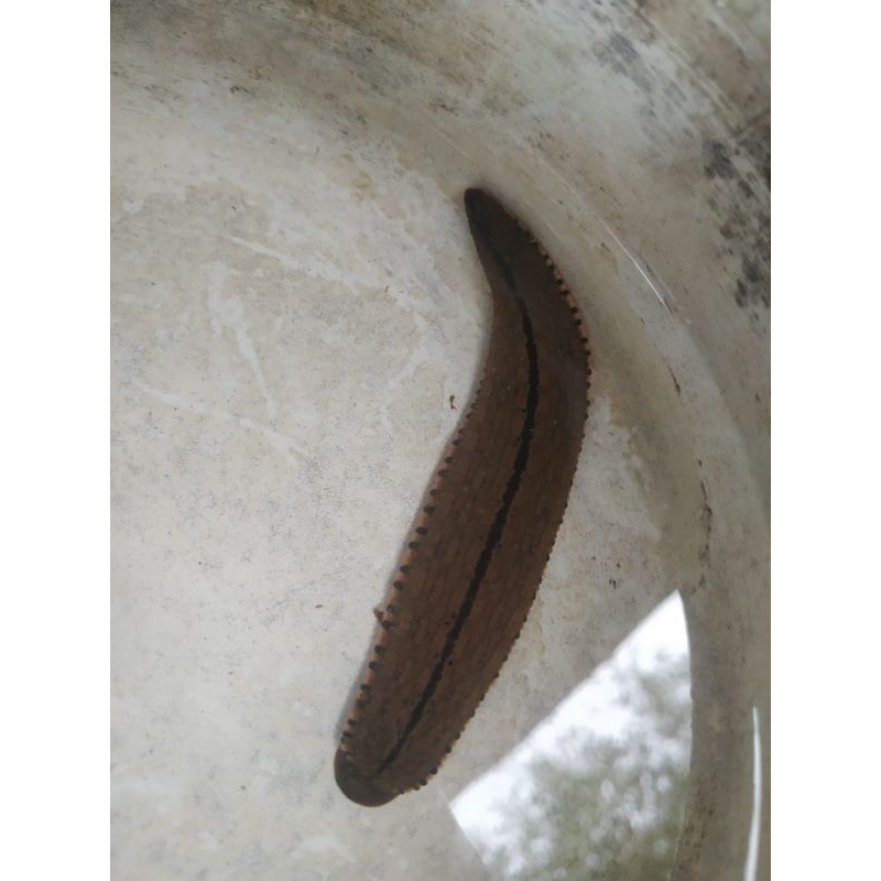 lintah Terapi Ukuran besar Lintah terapi Steril